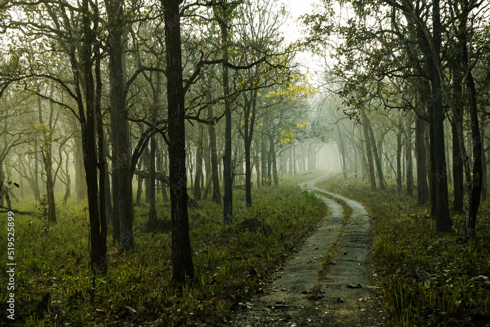 Obraz premium morning in the woods