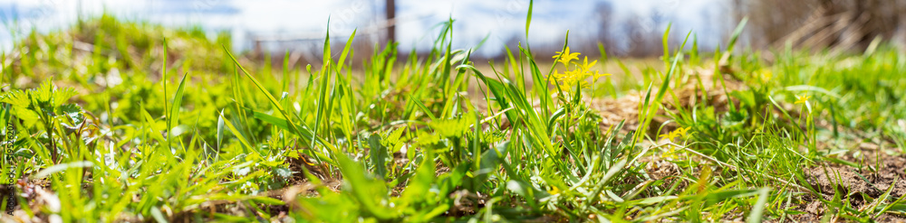 Beautiful natural panoramic countryside landscape. Blooming wild high grass in nature. Pastoral scenery. Selective focusing on foreground. Beautiful natural panoramic countryside landscape. Blooming wild high grass in nature. Pastoral scenery. Selective focusing on foreground.