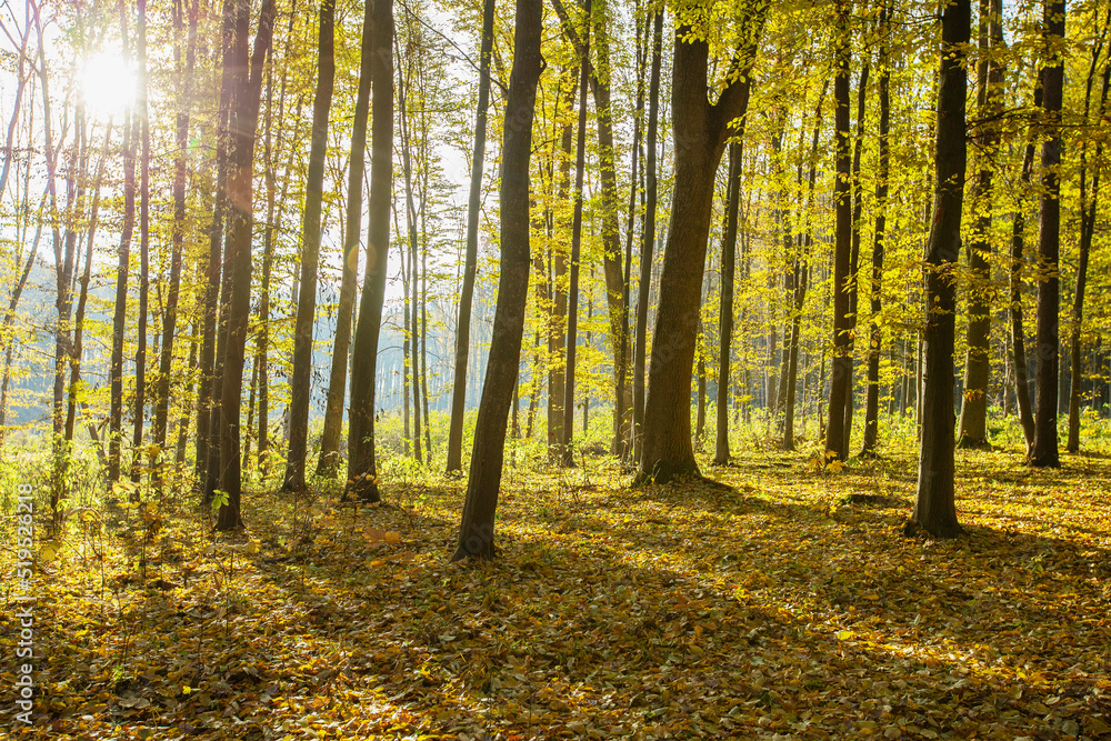 Golden autumnal forest with sunbeams