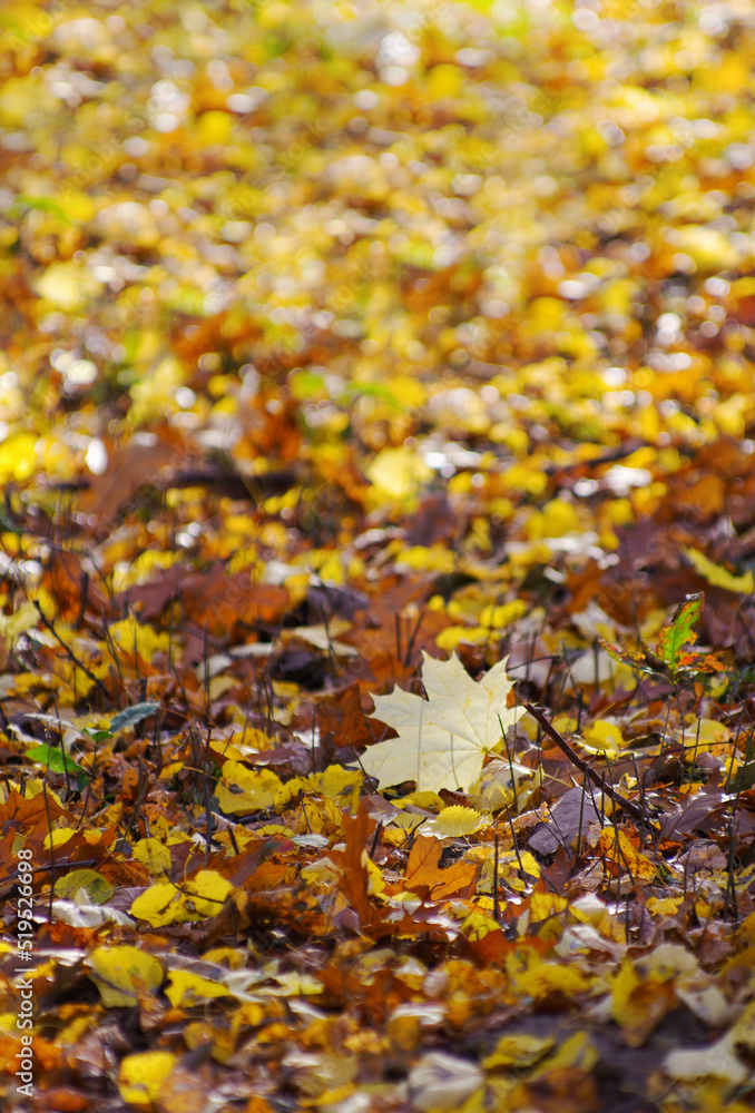 Beautiful Colorful Autumn Leaves Background Beautiful Colorful Autumn Leaves Background