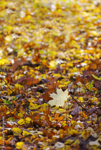 Beautiful Colorful Autumn Leaves Background