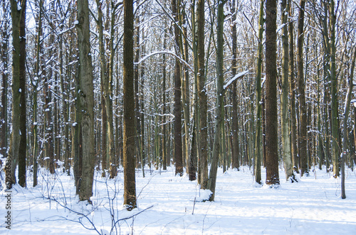 Winter snow covered trees background