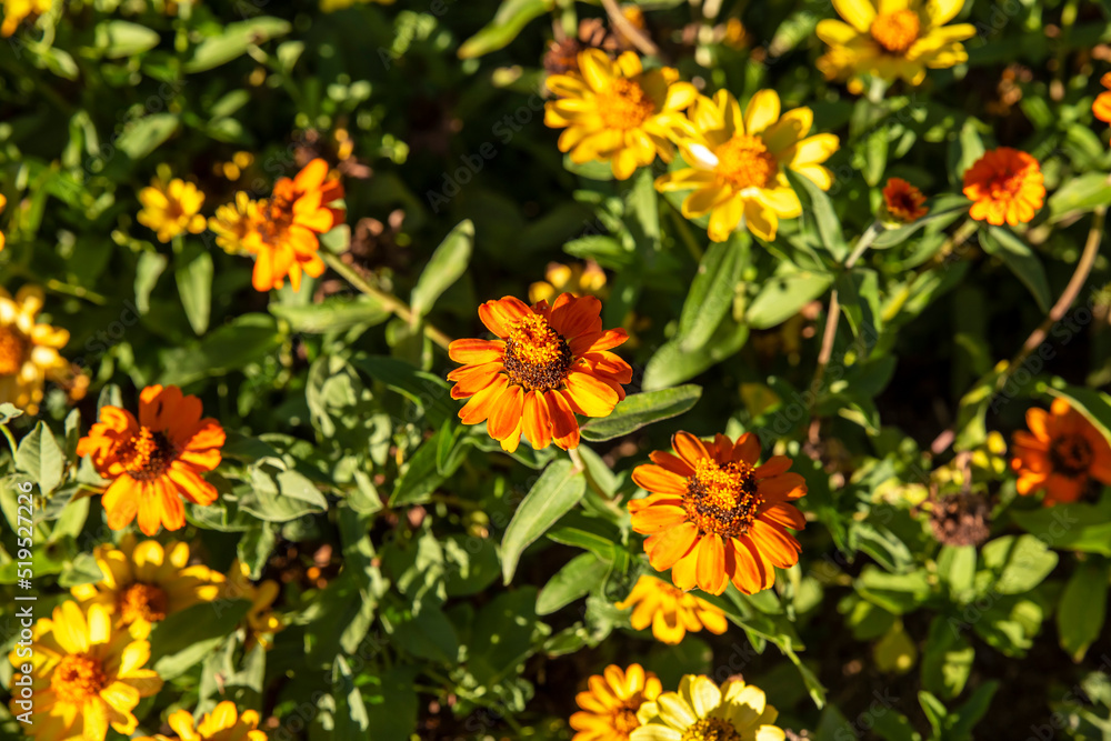 close up of orange zinnia flowers and green leaves close up of orange zinnia flowers and green leaves