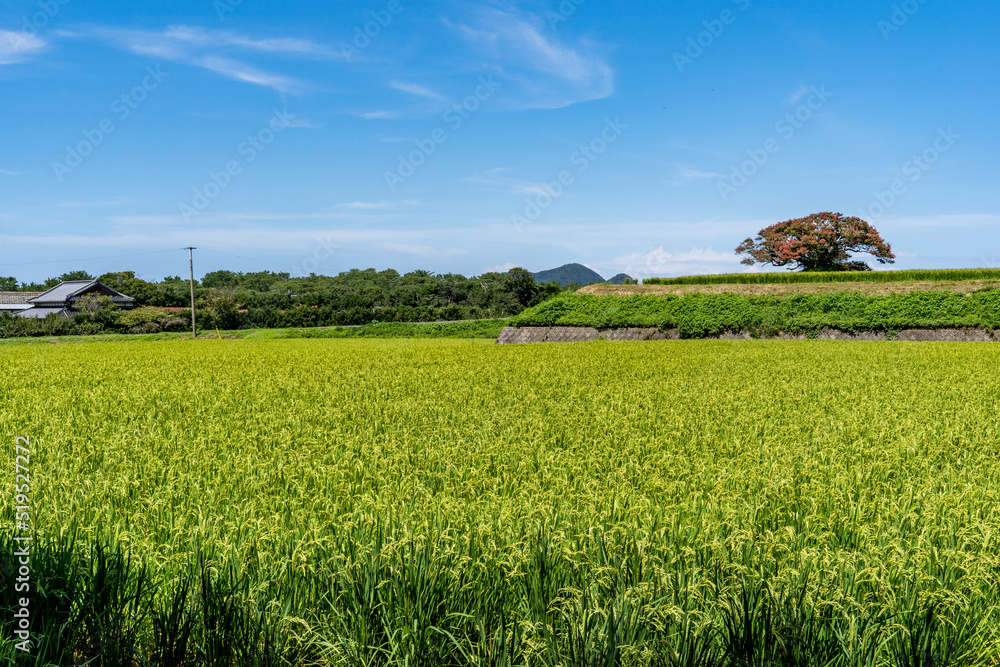 flower of the crape myrtle that are over 300 years old are in bloom on a hill beside a paddy field in Japan. flower of the crape myrtle that are over 300 years old are in bloom on a hill beside a paddy field in Japan.