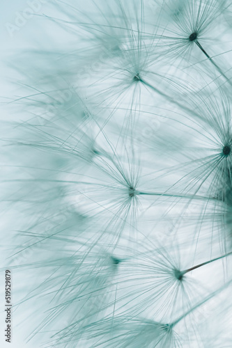 beautiful dandelion flower seed in springtime