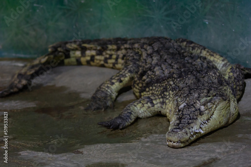 Crocodile having rest in terrarium