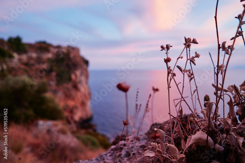Wild flowers on rock with sea view.