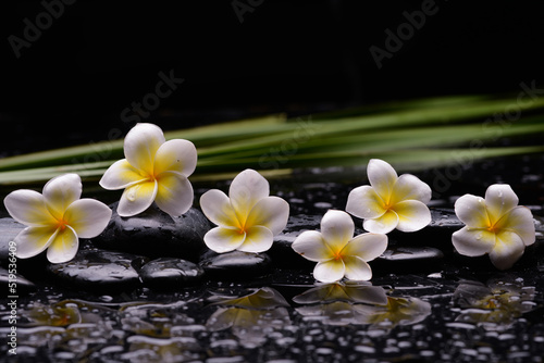 Still life of with Plumeria  frangipani with green stem  with zen black stones on wet background