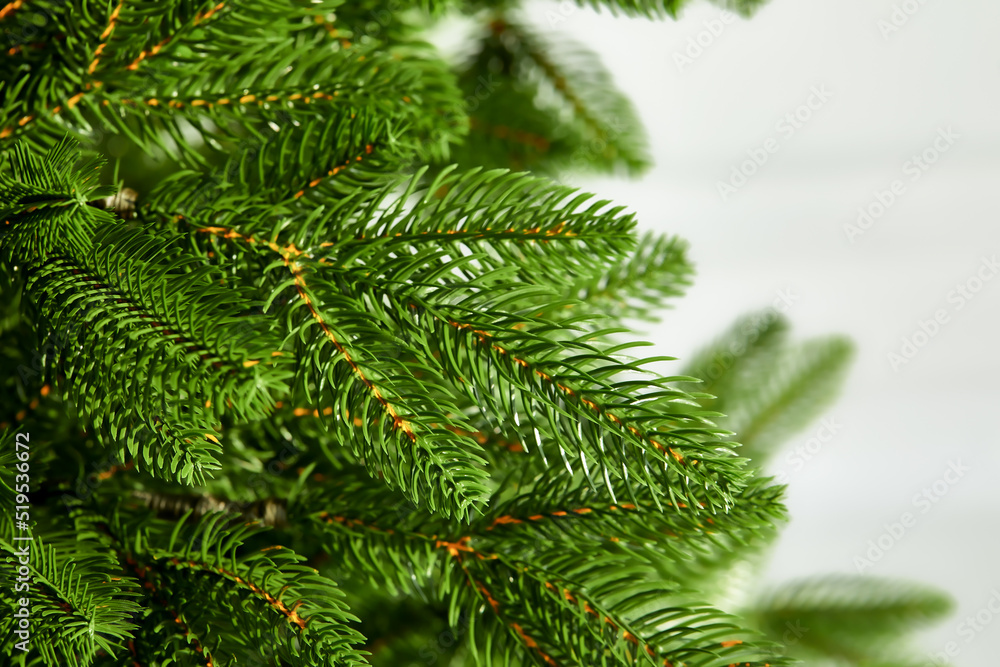 Cropped Shot Of Pine Branch. Abstract Nature Background. Trees, Nature, Christmas Concept. Cropped Shot Of Pine Branch. Abstract Nature Background. Trees, Nature, Christmas Concept.