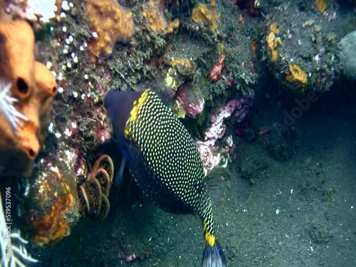 White-spot boxfish (Ostracion meleagris), male photo