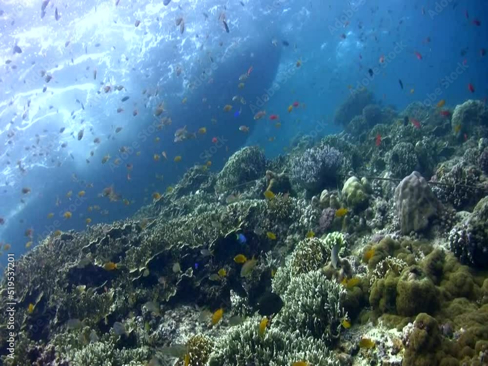 Coral reef with clouds of anthias and boat at the surface Coral reef with clouds of anthias and boat at the surface