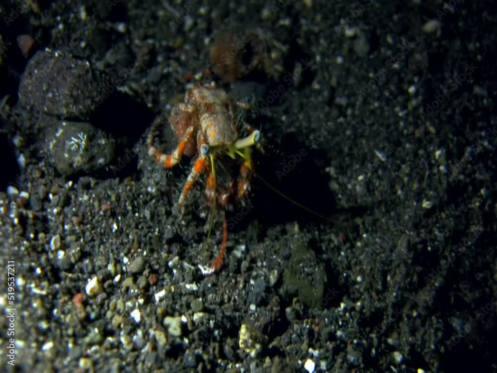 Anemone hermit crab (Dardanus pedunculatus) without shell Anemone hermit crab (Dardanus pedunculatus) without shell