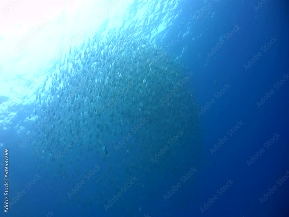 School of diamondfishes (Monodactylus argenteus) School of diamondfishes (Monodactylus argenteus)