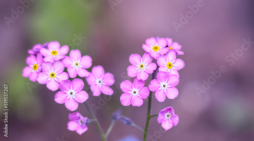 Wallpaper Mural różowe niezapominajki Torontodigital.ca