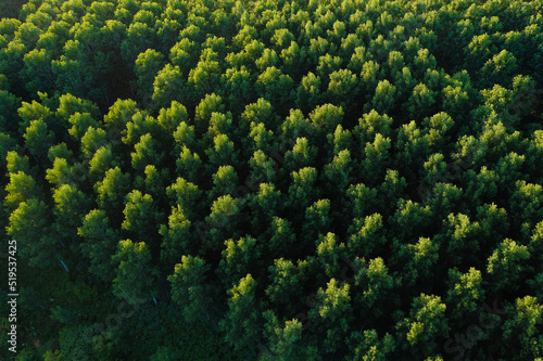 Foto Forêt de peupliers au crépuscule en été