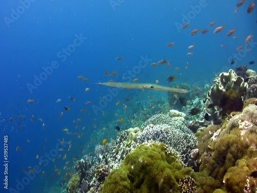 Smooth flutemouth (Fistularia commersonii) over coral reef photo