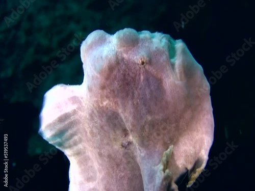Giant frogfish (Antennarius commerson) swimming photo