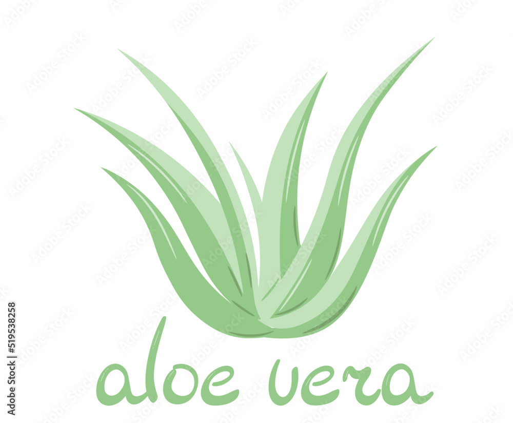 Colorful handmade aloe bush. Aloe vera plant drawing in doodle style. Isolated vector illustration.