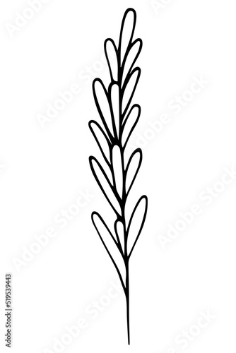 Rosemary. Sketch. A sprig of aromatic spice. Vector illustration. Outline on isolated background. Doodle style. Stem with leaves. Idea for web design, menu.
