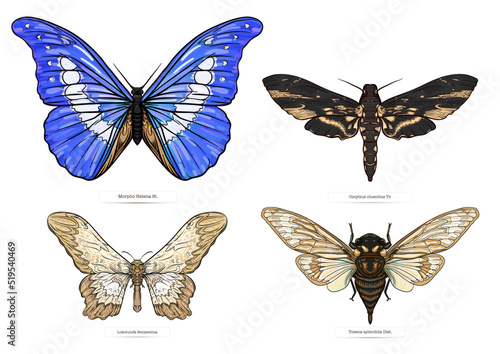 Set of insects: beetles, butterflies, moths, dragonflies. Etymologist's set. Clip art, set of elements for design Vector illustration.