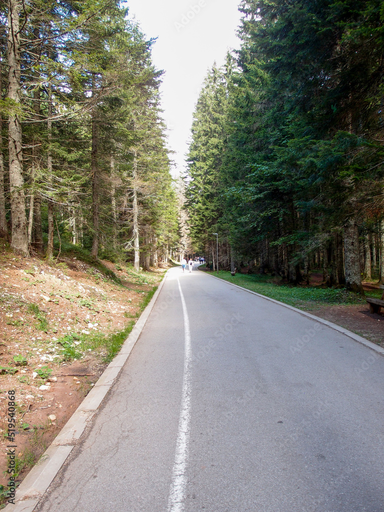 Beautiful view of a road between tall trees in the forest Beautiful view of a road between tall trees in the forest