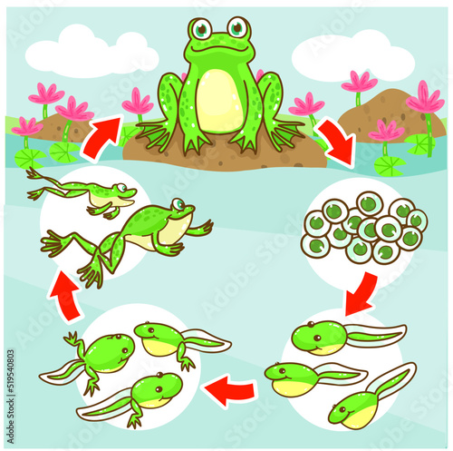 The Frog’s life cycle vector.