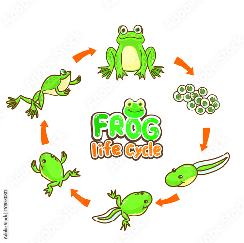 The Frog’s life cycle vector.