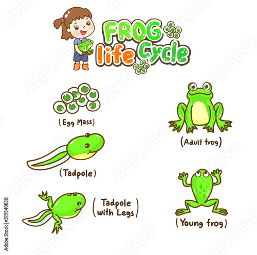 The Frog’s life cycle vector.