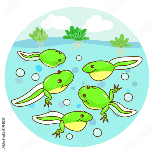 The Frog’s life cycle vector.