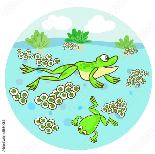 The Frog’s life cycle vector.