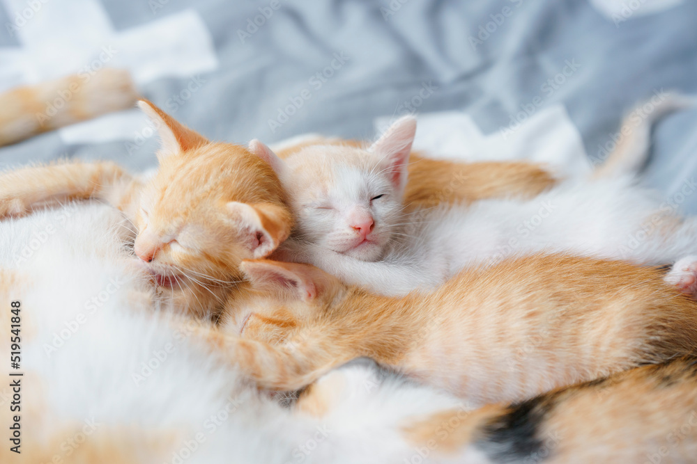 Cute kittens are suckling and sleeping on the bed. Selective focus. Cute kittens are suckling and sleeping on the bed. Selective focus.