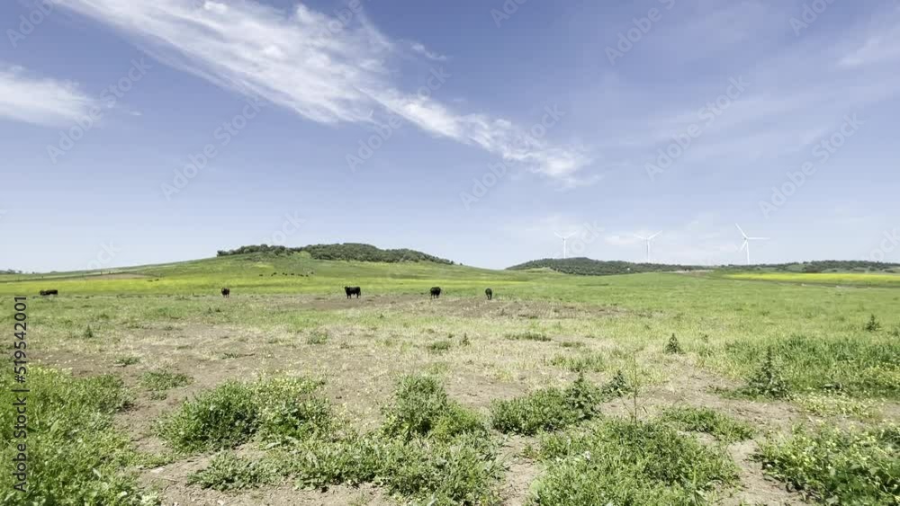 Landscape of the route of the bull, where the brave bulls of bullfights and the black cows live Landscape of the route of the bull, where the brave bulls of bullfights and the black cows live