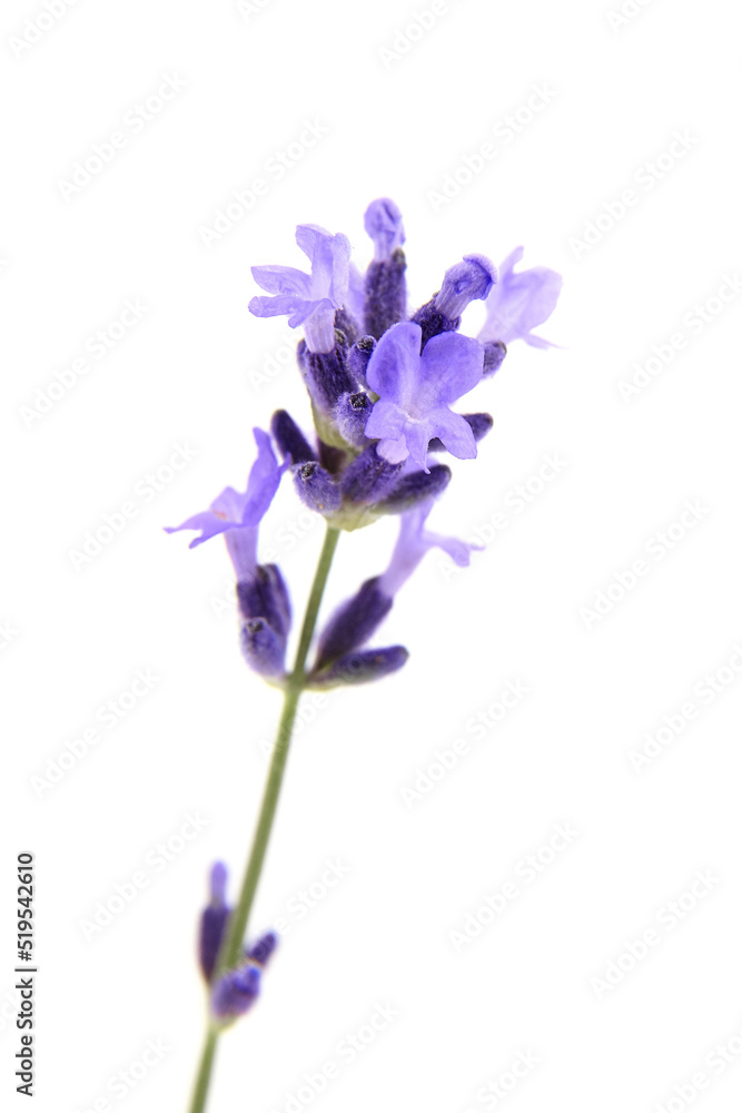 Lavender flower in bloom isolated on white background Lavender flower in bloom isolated on white background