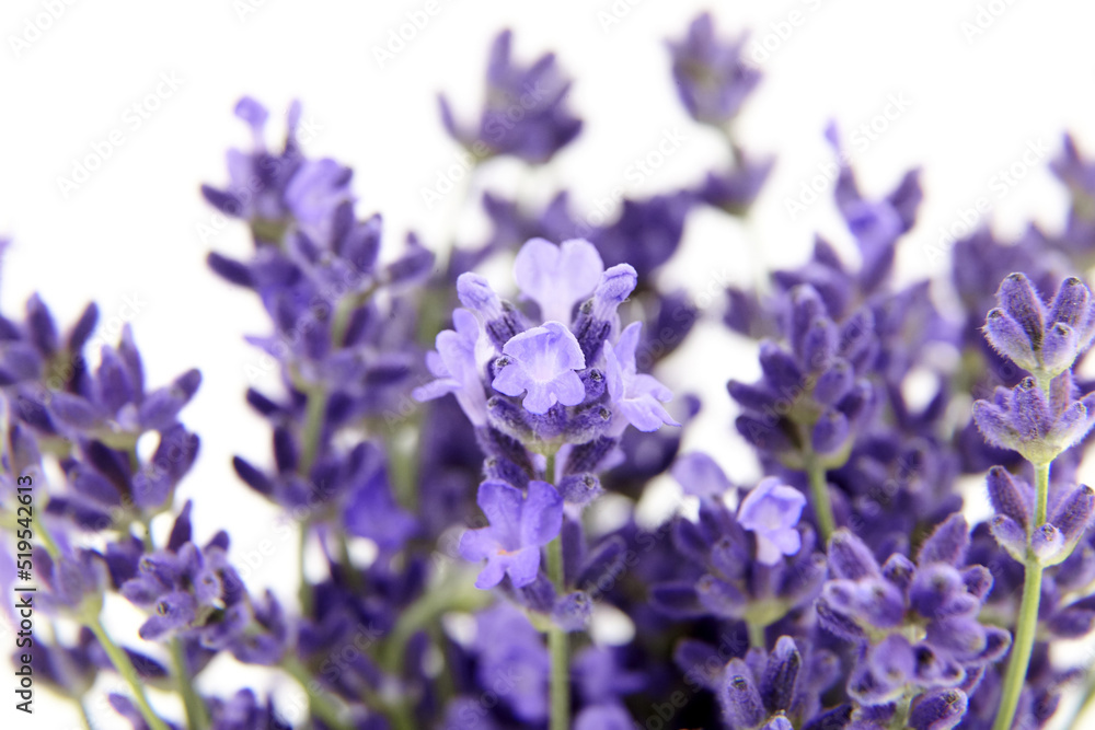 Obraz premium Fresh lavender flowers isolated on white