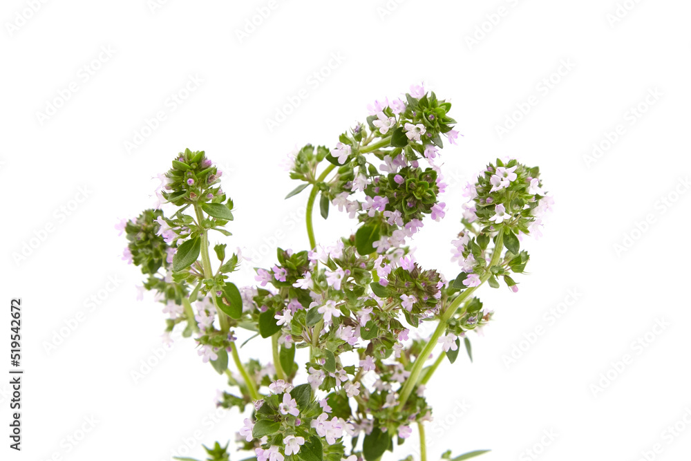 Obraz premium Medicinal blooming thyme herb isolated on white