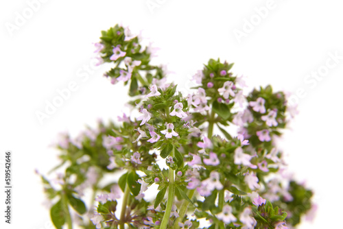 Medicinal blooming thyme herb isolated on white © mikeosphoto