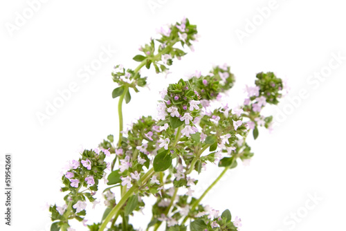 Fresh thyme herb isolated on white background © mikeosphoto
