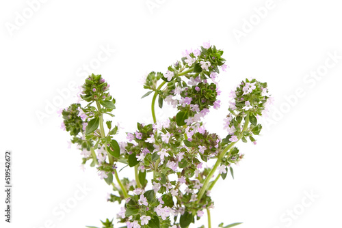 Medicinal blooming thyme herb isolated on white