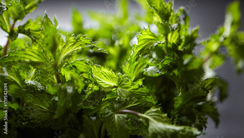 Fresh organic spearmint leaves  medicinal mint herb