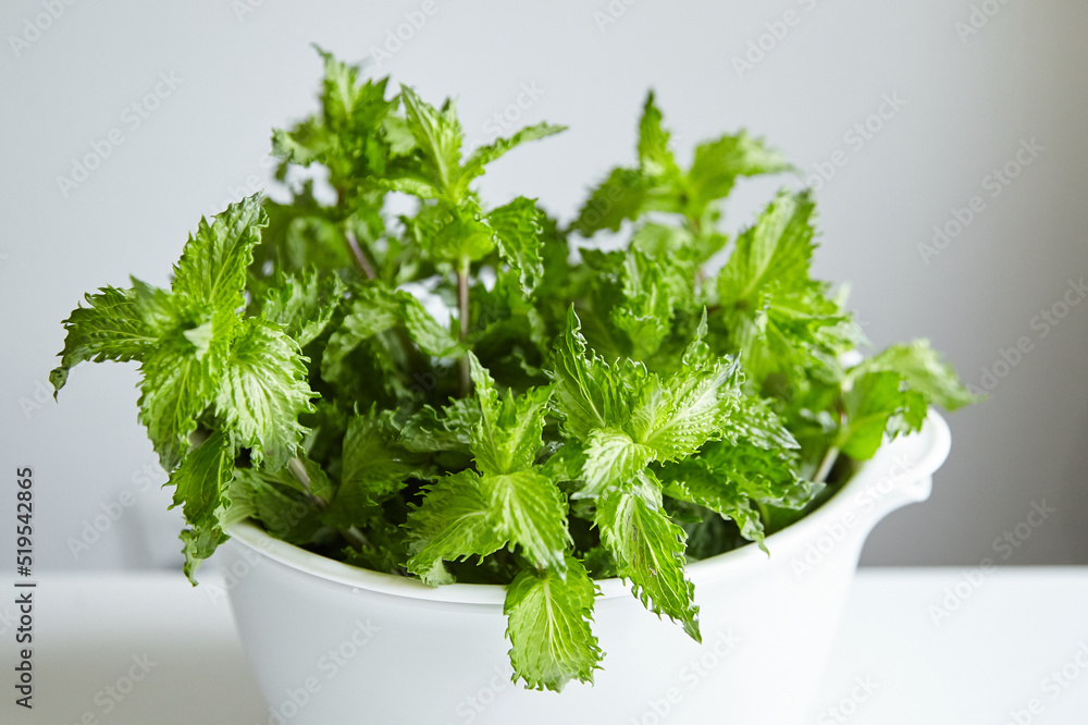 Fresh mint leaves in white bowl, medicinal herb Fresh mint leaves in white bowl, medicinal herb
