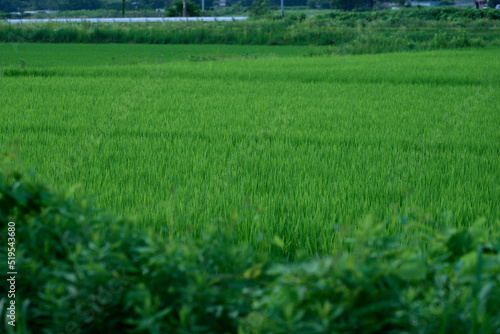 日本の田んぼ・田舎の風景