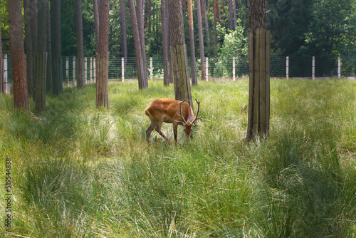 Spotted deer in the enclosure of Belovezhskaya Pushcha. They walk around the aviary. photo