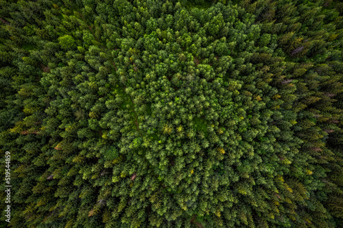Trees canopy top down drone view