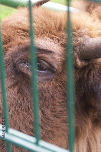 A young bison in an enclosure in Belovezhskaya Pushcha. The head of a bison is photographed. Close-up.