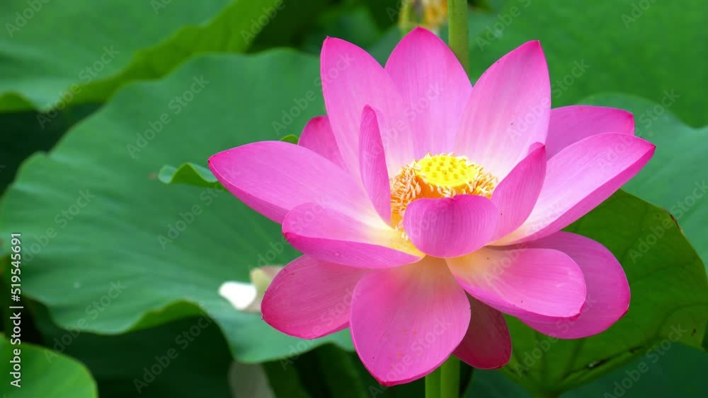 大賀蓮 大賀蓮