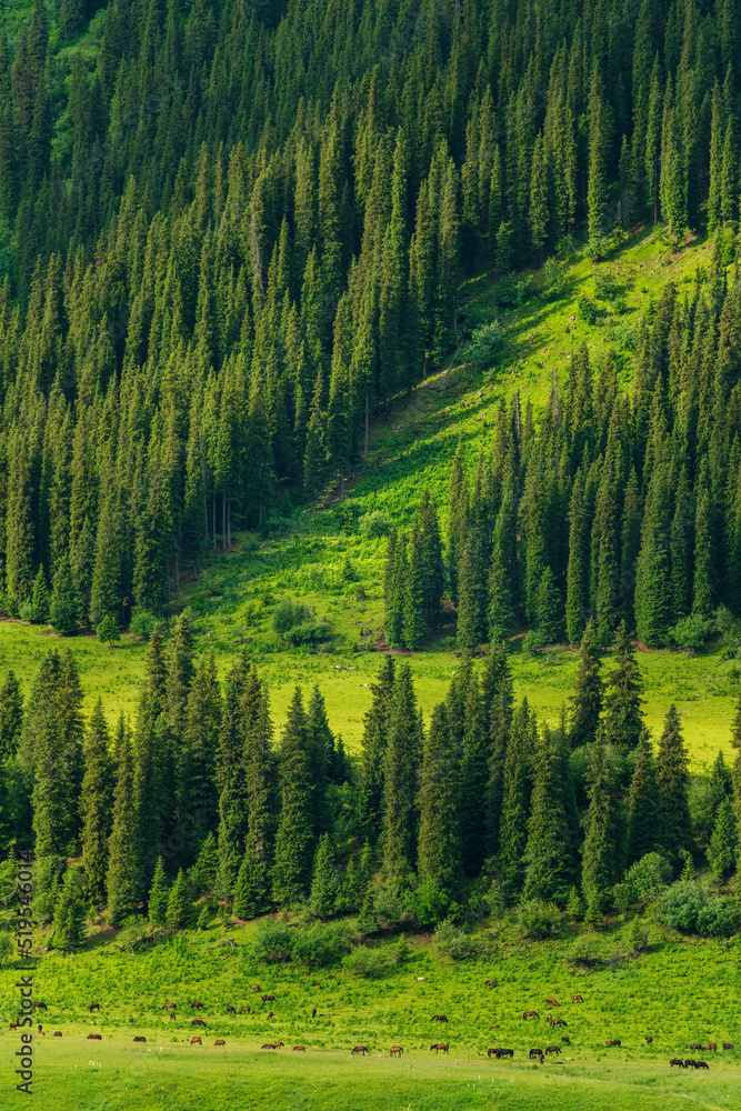 cypress forest in the mountains cypress forest in the mountains