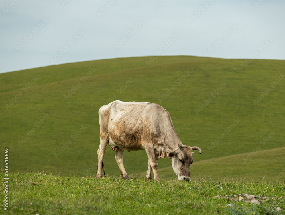 a cow on a meadow
