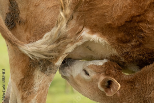closeup of a baby cow sucking milk from its mother