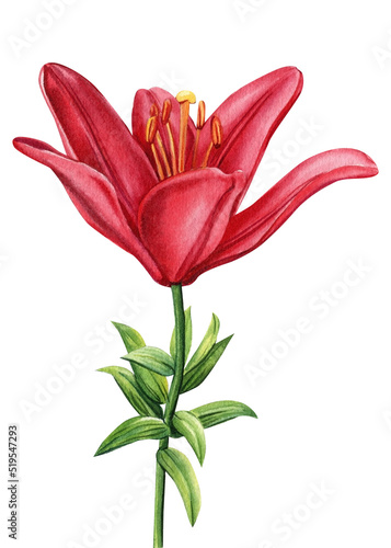 Lily on isolated white background, watercolor red flower. Botanical painting