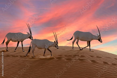 Oryx at sunset in the Arabian desert